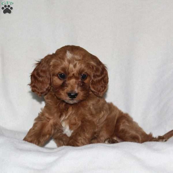 Sheila, Cockapoo Puppy